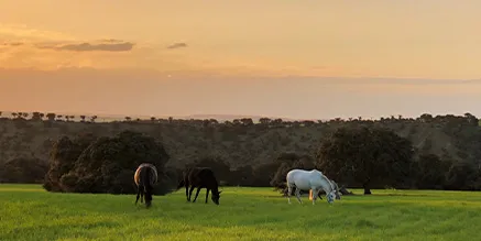 Atardecer en finca y caballos