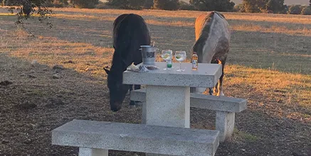 Lugar para comer y contacto con caballos